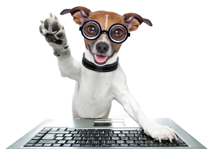 A bespectacled Jack Russell terrier sits at a computer keyboard, looking darned adorable