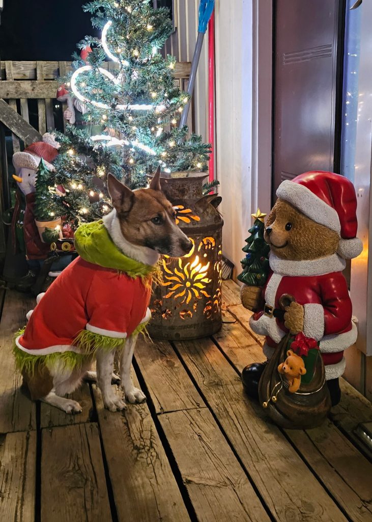 Neville the Dog-in-Chief (don't tell Abby!) at Nevcon Accounting wears his favourite Grinch costume and gazes at a bear in a Santa suit, in front of a sparkly Christmas tre
