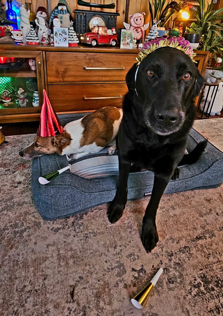 Dogs-in-Chief Abby and Neville at Nevcon Accounting get ready to ring in the new year. Happy 2026!
